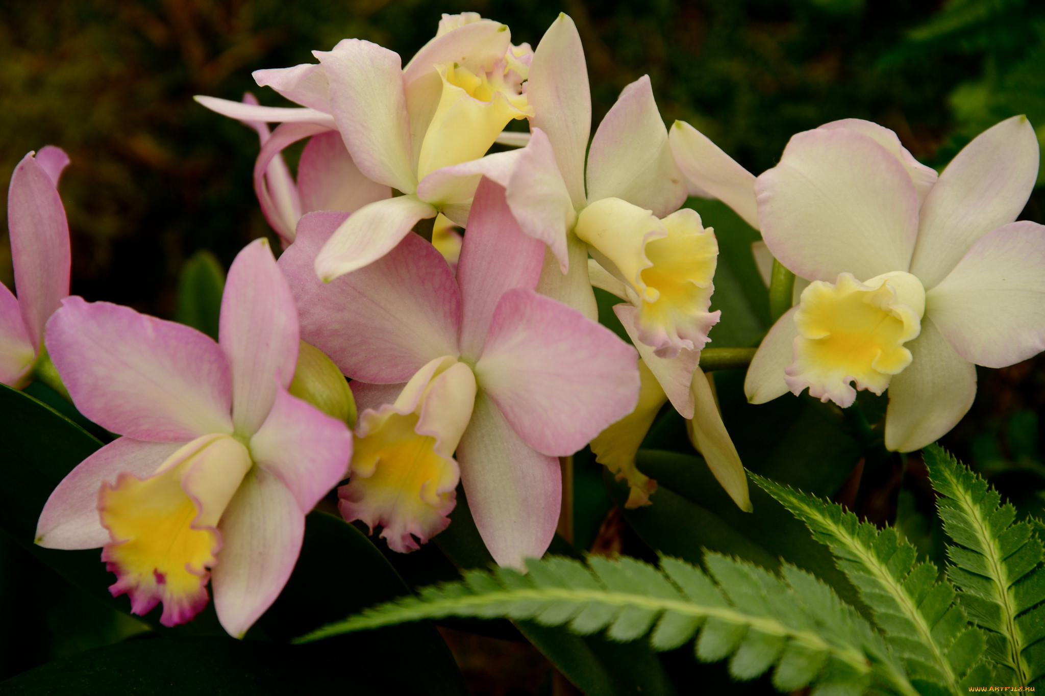 , , , flowering, orchids, flowers